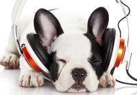 Собачья музыка - Музыка для собак
