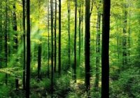 лес - Устойчивое лесопользование