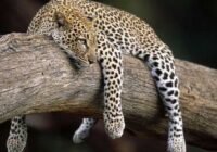 Ягуар - Африканский леопард